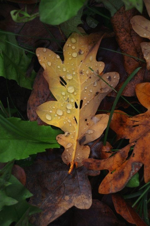 Canon EOS R50, Black + RF-S 18-45mm F4.5-6.3 IS STM Kit Bezlusterkowiec 24,2 MP CMOS 6000 x 4000 px Czarny